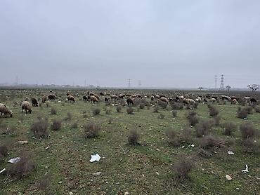 Allah haminin malina bereket versin. xeyrin versin. Ünvan ZABRAT 1 - şəkil 5