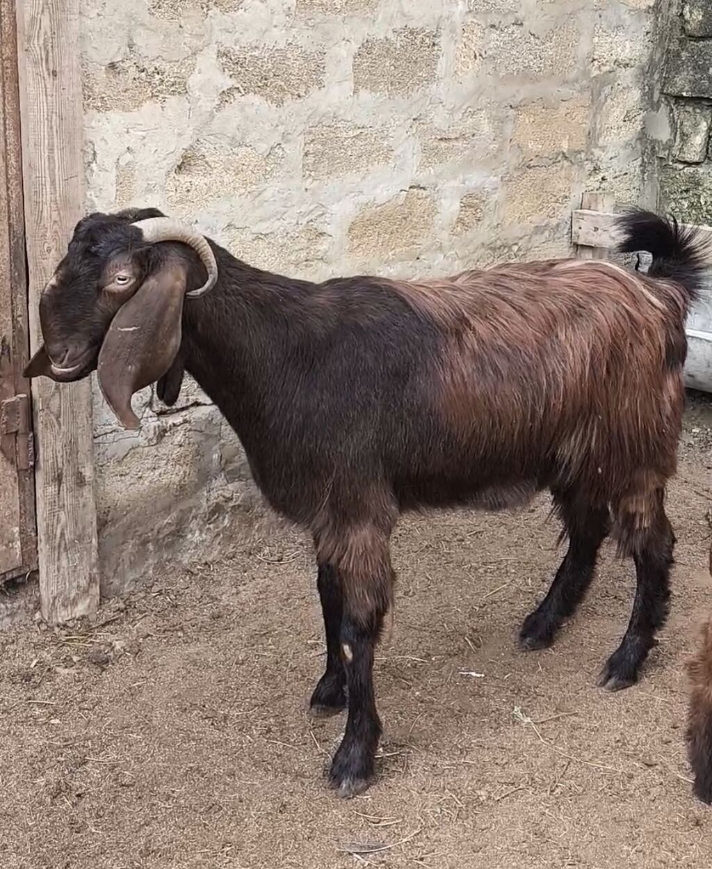 Təmiz orginal hələblər satılır hələb balaynan olan 5 ci balasıdı