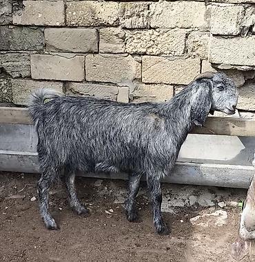 Təmiz orginal hələblər satılır hələb balaynan olan 5 ci balasıdı - şəkil 4