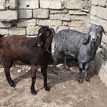 Təmiz orginal hələblər satılır hələb balaynan olan 5 ci balasıdı - şəkil 3