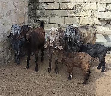 Təmiz orginal hələblər satılır hələb balaynan olan 5 ci balasıdı - şəkil 5