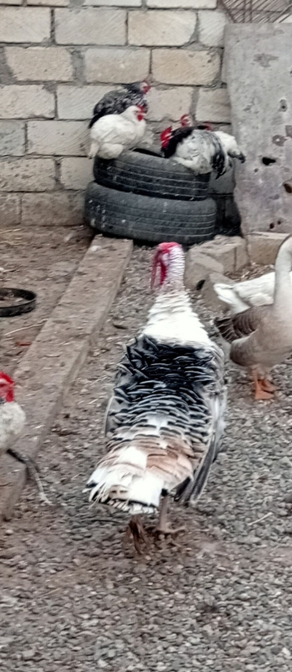 Məhsul: Ev quşları – hinduşka (hind quşu), 11 aylıqdı ili martın 5də