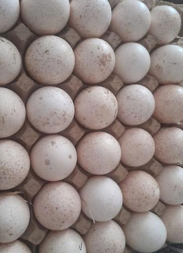 Məhsul: Hind toyuğu (hinduşka) cücələri və nəsillik yumurtaları - şəkil 5