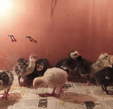 Məhsul: Hind toyuğu (hinduşka) cücələri və nəsillik yumurtaları - şəkil 2