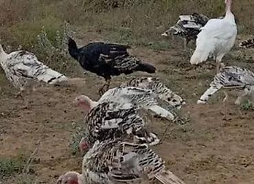 Məhsul: Hind toyuğu (hinduşka) cücələri və nəsillik yumurtaları - şəkil 4