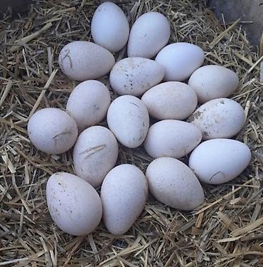Məhsul: Hind toyuğu (hinduşka) cücələri və nəsillik yumurtaları - şəkil 3