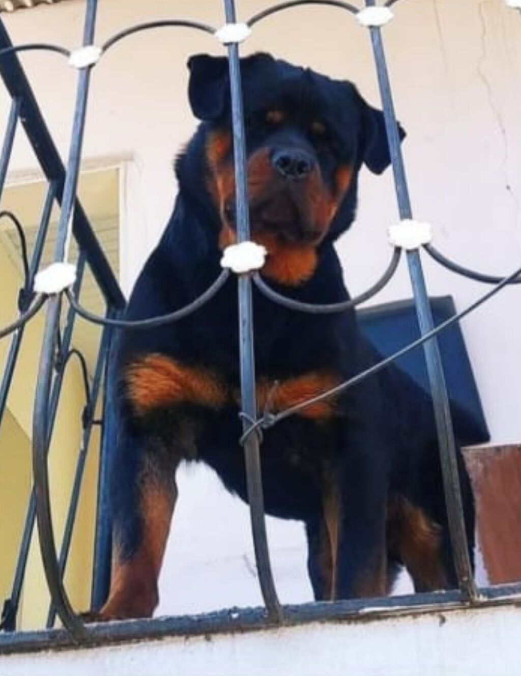 Rotveyler, 7 ay, Dişi, Peyvəndli, Ünvandan götürmə