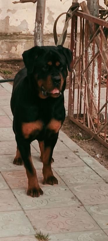 Rotveyler, 7 ay, Dişi, Peyvəndli, Ünvandan götürmə - şəkil 3