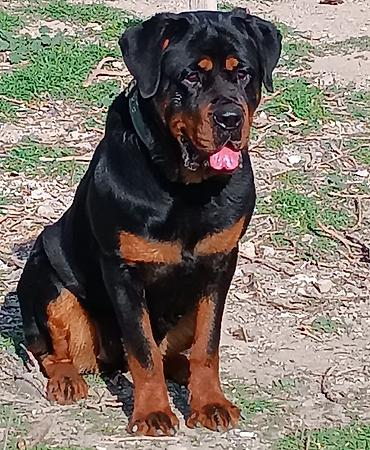 Rotveyler, 7 ay, Dişi, Peyvəndli, Ünvandan götürmə - şəkil 5