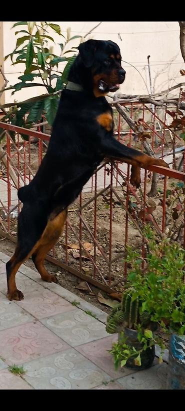 Rotveyler, 7 ay, Dişi, Peyvəndli, Ünvandan götürmə - şəkil 4