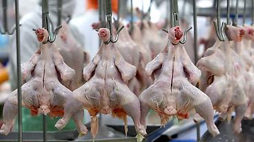 Digər brend Toyuq Bütöv, Topdan, Ünvandan götürmə, Pulsuz çatdırılma, Ödənişli çatdırılma - şəkil 5