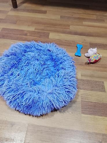 Pekines, 4 ay, Dişi, Ünvandan götürmə - şəkil 5