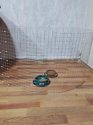 Pekines, 4 ay, Dişi, Ünvandan götürmə - şəkil 4