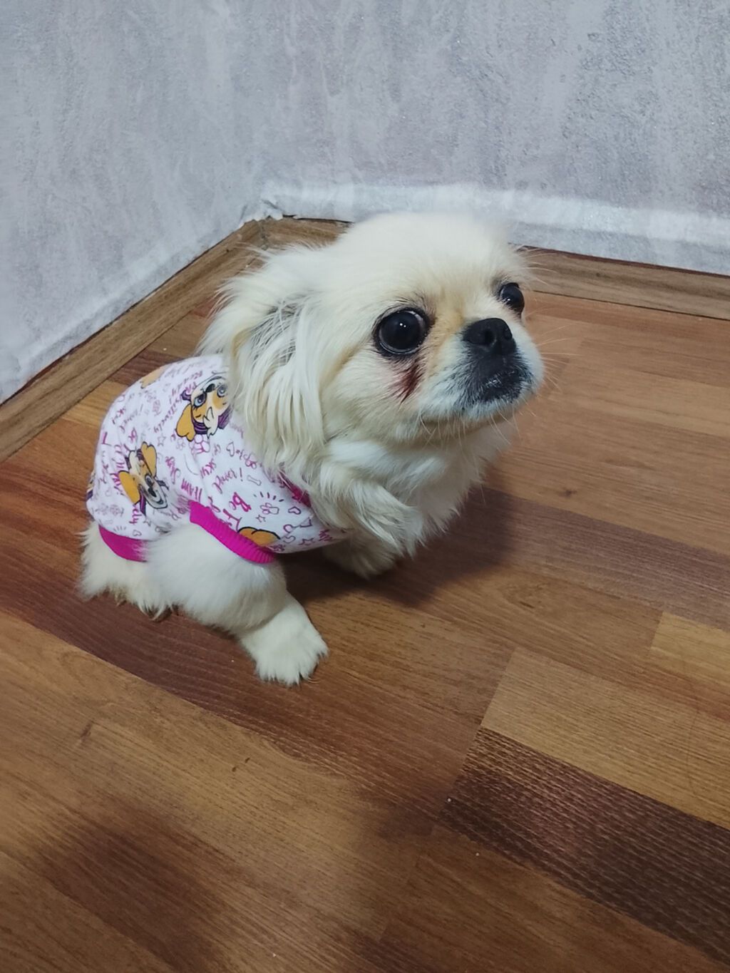 Pekines, 4 ay, Dişi, Ünvandan götürmə