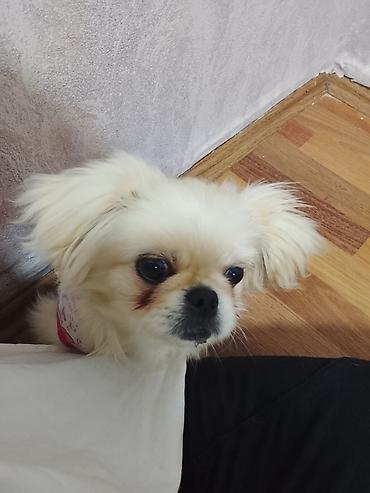 Pekines, 4 ay, Dişi, Ünvandan götürmə - şəkil 3