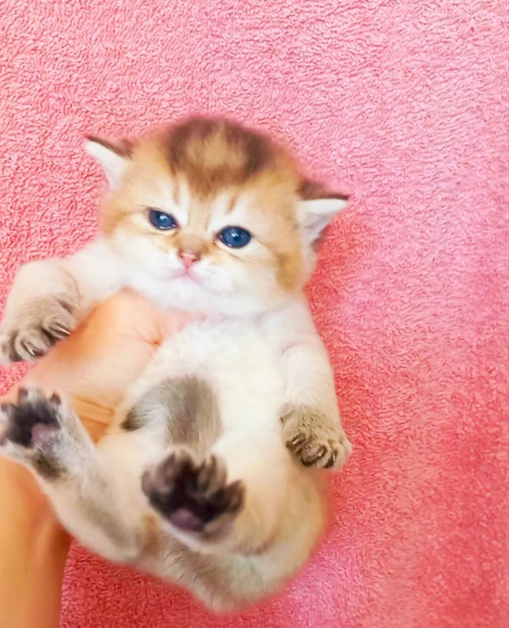 Britan, Erkək, Dişi, Yaxşı əllərə, Ünvandan götürmə