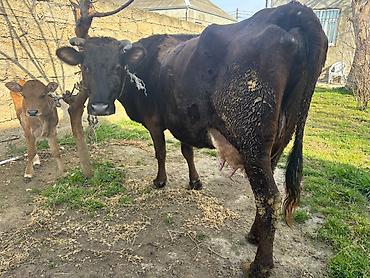 İnek bir aydı doğub. 13 litr südü var. Sağlam heyvandı - şəkil 2