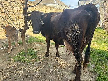 İnek bir aydı doğub. 13 litr südü var. Sağlam heyvandı - şəkil 3