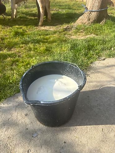 3 cü qarina şarol balalı inek. 15-16 litr süd verir. Cox saglam - şəkil 5