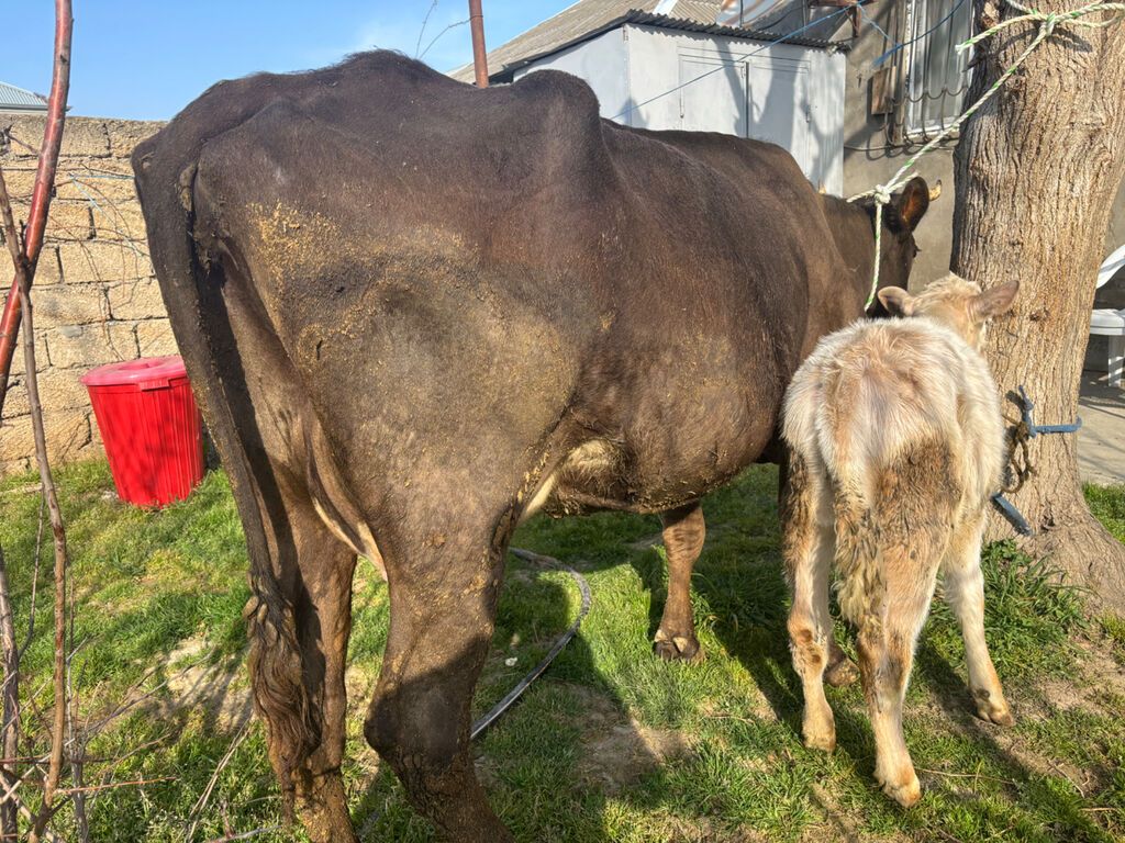3 cü qarina şarol balalı inek. 15-16 litr süd verir. Cox saglam