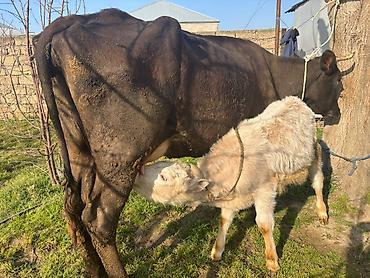 3 cü qarina şarol balalı inek. 15-16 litr süd verir. Cox saglam - şəkil 3