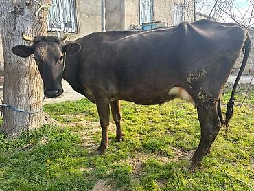 3 cü qarina şarol balalı inek. 15-16 litr süd verir. Cox saglam - şəkil 4