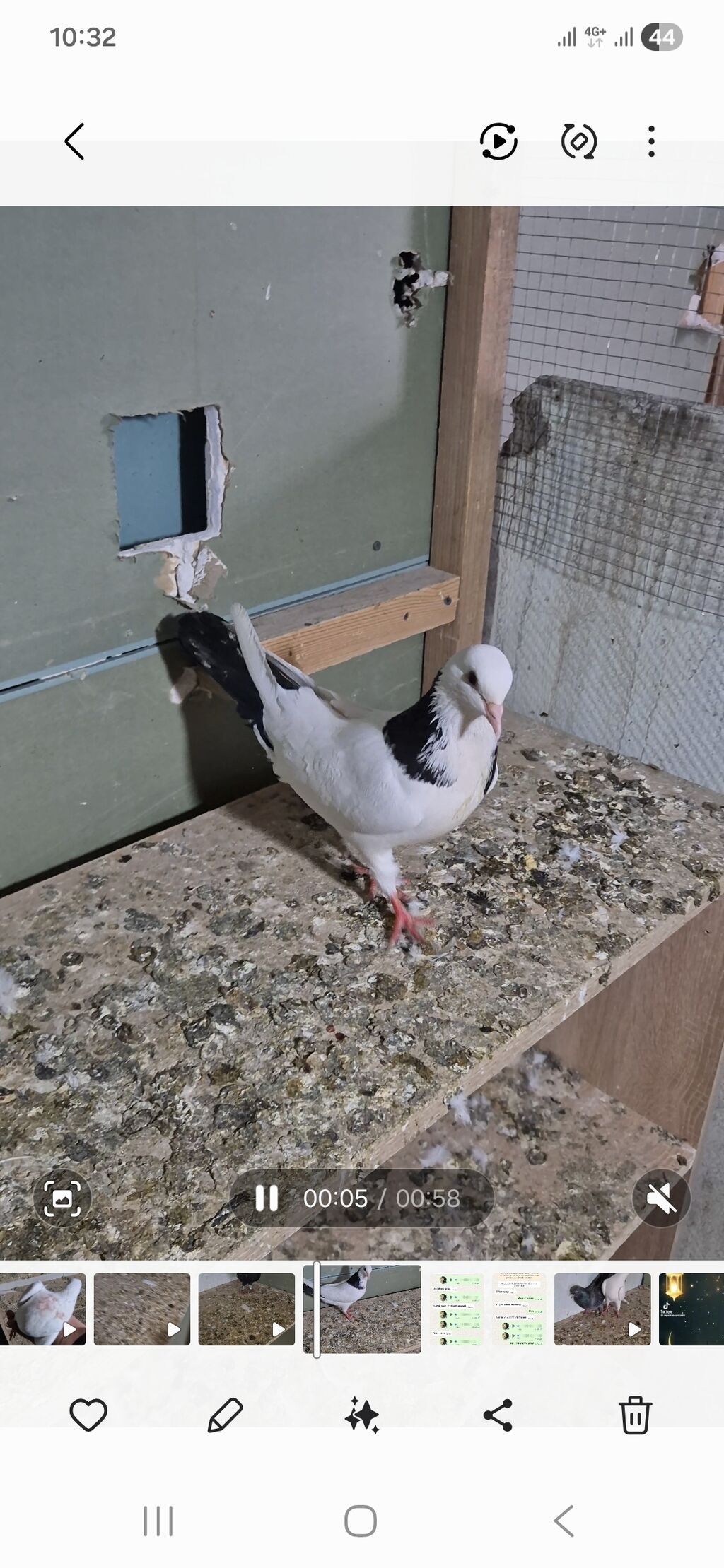 Salam olsun hər kəsə qara boyun 12 tük maya 25 manat qara pörka 13 tük