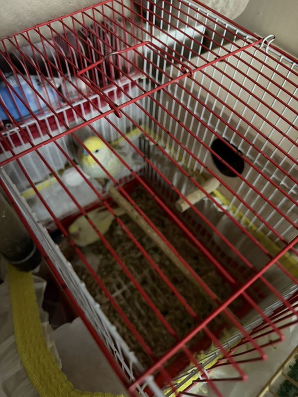 Mehebbet quslari 3 cutdu ayri ayrida satilir 1 cutu 60 azn 2 aydan bir