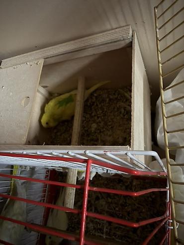 Mehebbet quslari 3 cutdu ayri ayrida satilir 1 cutu 60 azn 2 aydan bir - şəkil 3