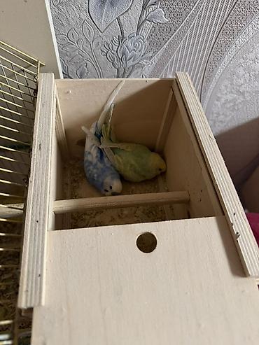 Mehebbet quslari 3 cutdu ayri ayrida satilir 1 cutu 60 azn 2 aydan bir - şəkil 4