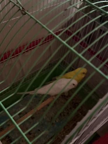 Mehebbet quslari 3 cutdu ayri ayrida satilir 1 cutu 60 azn 2 aydan bir - şəkil 5