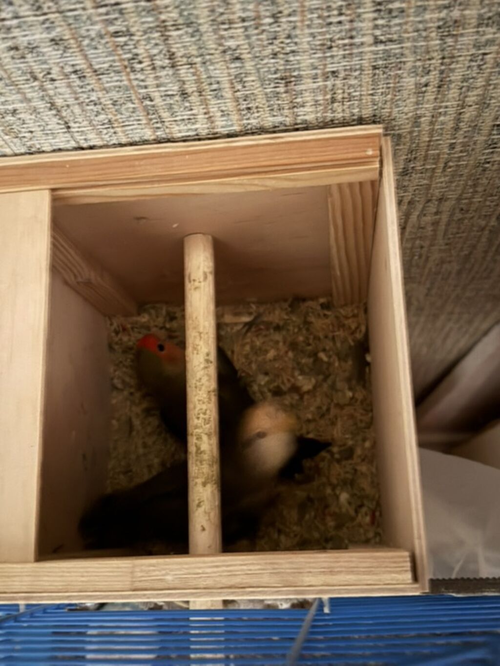 Tecili satilir Fisher ( sevda quslari ) Sevdiklerinize hediyye ede