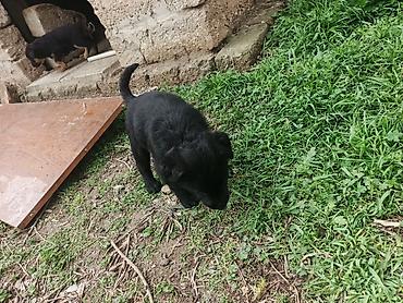 Balaca labrador ballari - Şəkillərdə bir neçə şirin balaca it balası - şəkil 2