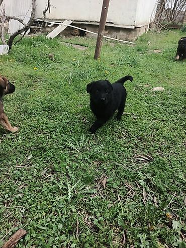 Balaca labrador ballari - Şəkillərdə bir neçə şirin balaca it balası - şəkil 3