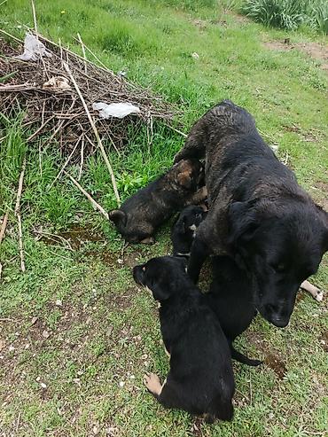 Balaca labrador ballari - Şəkillərdə bir neçə şirin balaca it balası - şəkil 4