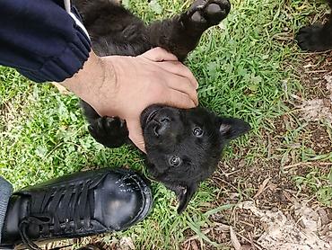 Balaca labrador ballari - Şəkillərdə bir neçə şirin balaca it balası - şəkil 5