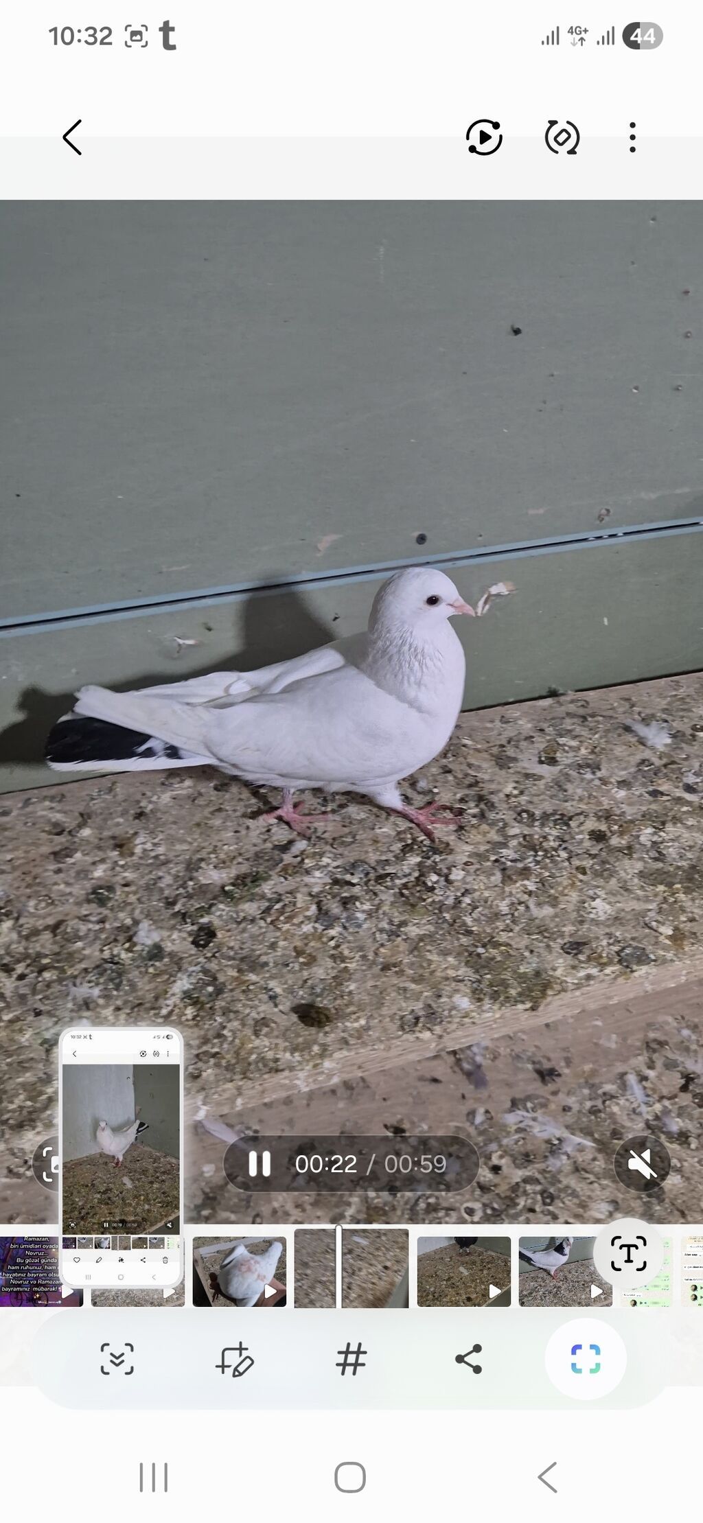 Salam olsun hər kəsə qara boyun maya 12 tükdü 4 saat uçuşu var 25