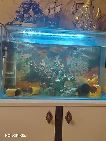 Akvaryum komplekti – şkaflı - Şüşə akvaryum: düzbucaqlı, təxminən - şəkil 2