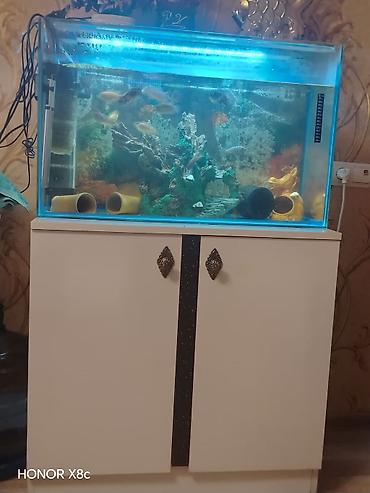 Akvaryum komplekti – şkaflı - Şüşə akvaryum: düzbucaqlı, təxminən - şəkil 3