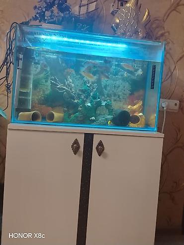 Akvaryum komplekti – şkaflı - Şüşə akvaryum: düzbucaqlı, təxminən - şəkil 4