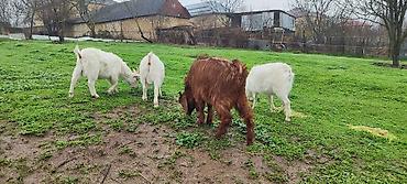 6 aylıq cins sanen və hələb keçi balaları satılır.3 sanen .1 hələb - şəkil 2