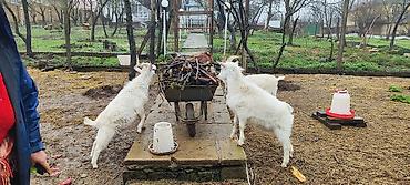 6 aylıq cins sanen və hələb keçi balaları satılır.3 sanen .1 hələb - şəkil 3