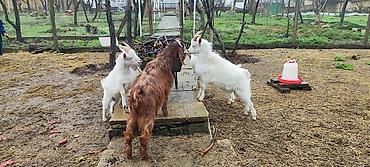 6 aylıq cins sanen və hələb keçi balaları satılır.3 sanen .1 hələb - şəkil 4