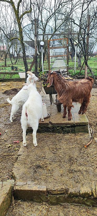 6 aylıq cins sanen və hələb keçi balaları satılır.3 sanen .1 hələb - şəkil 5