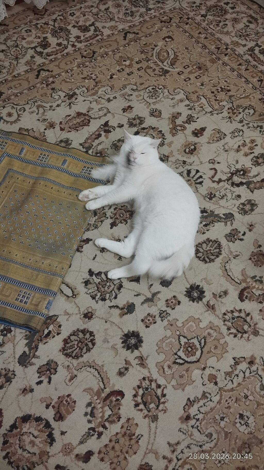 Britan, Erkək, Cütləşmə üçün