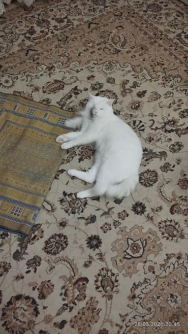 Britan, Erkək, Cütləşmə üçün - şəkil 2