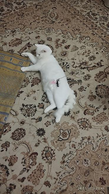 Britan, Erkək, Cütləşmə üçün - şəkil 3