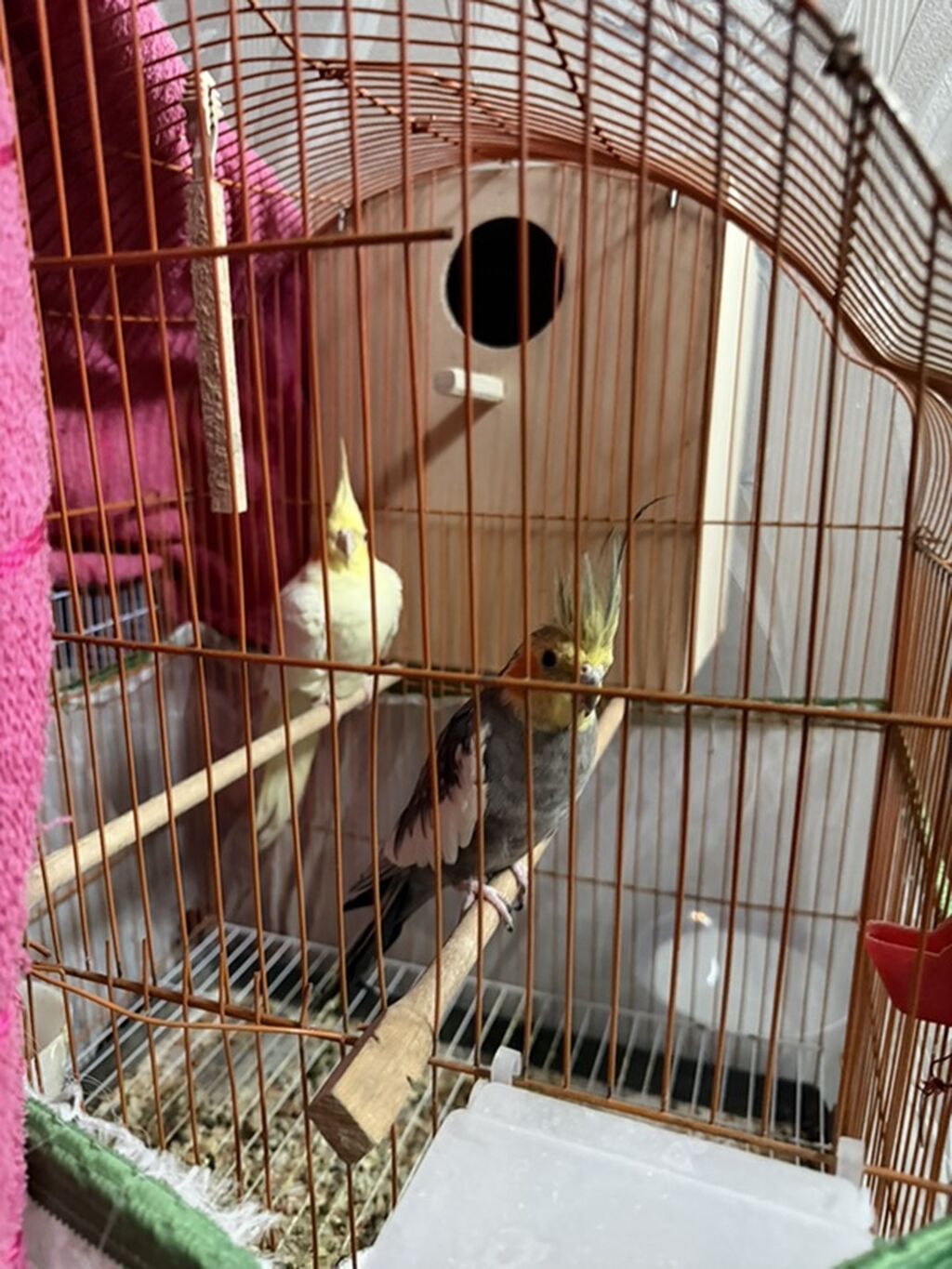 Cut karella satilir temiz karellalardi ev seraitinde saxlanilib bala