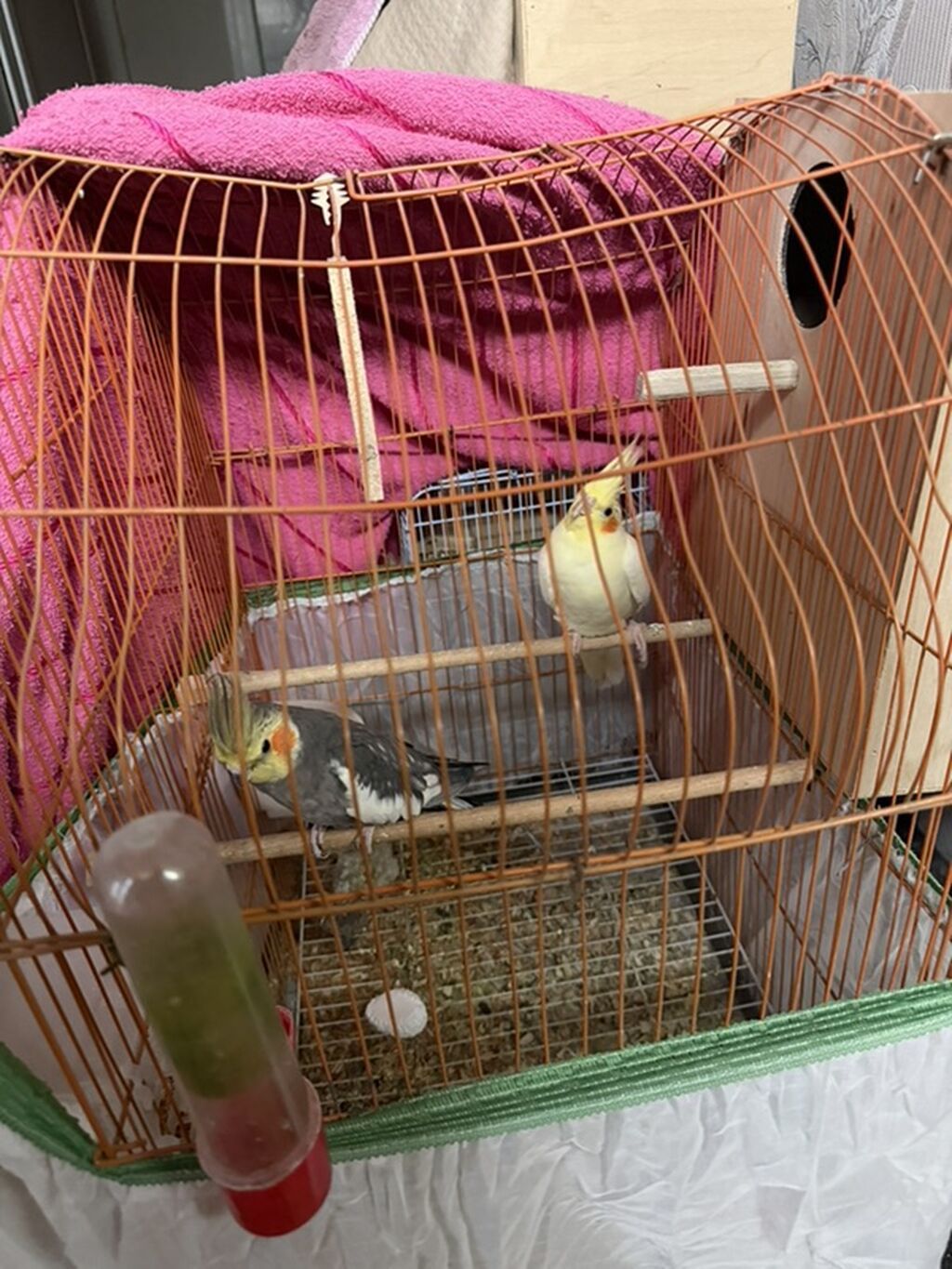 Hazir Biznes satilir tecili Nymphıl (kakadular) və sevda tutquşları –