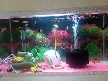 İki akvarium içlərində.pipo filtr.isiq.qizdirici.ic filtri.isdilik - şəkil 2